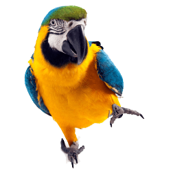 a jolly parrot